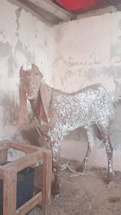 maki chini bakra