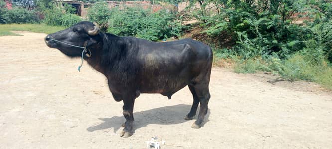 Strong & Healthy Sand – Perfect for Eid Qurbani