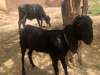 Goat black