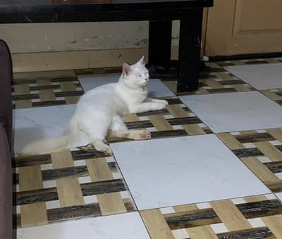 Beautiful White Persian/Russian Male cat for sale