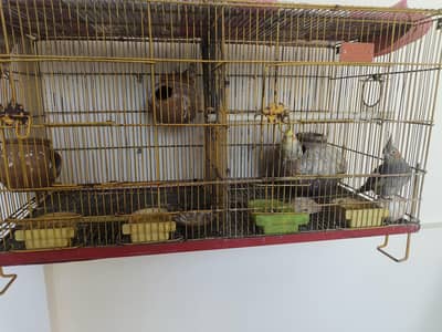 Cockatiel Pair with Cage