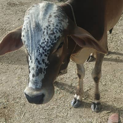bulls for baqra eid