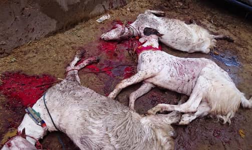 butcher cow Bakra camel