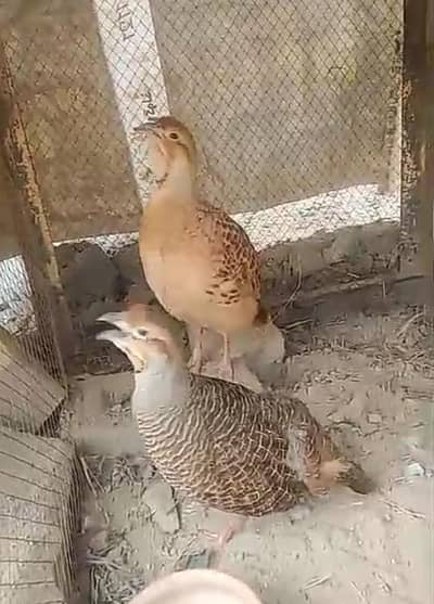 King Size Irani Male dakni Madi breader pair azad gumne Wala