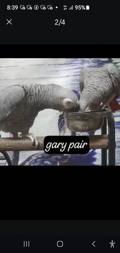 African gray pair