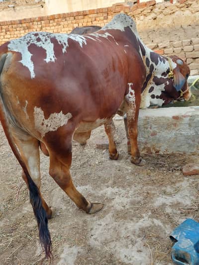 bachra qurbani ka laya donda