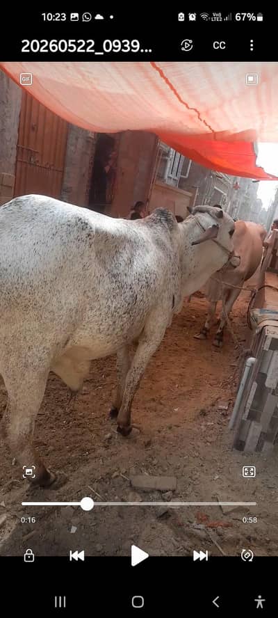 selling 2 bulls age 2.5 years