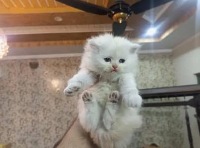 Triple coated Persian Kitten