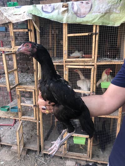 Thai aseel kurak Madi for sale