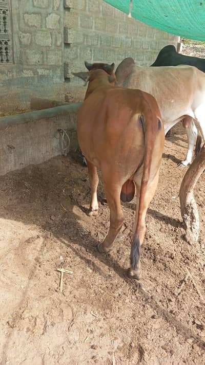 Qurbani janwar bull bachra hab choki karchi se me leke chaloga