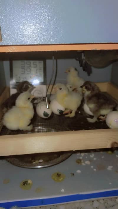 bantam and molted Chiks available