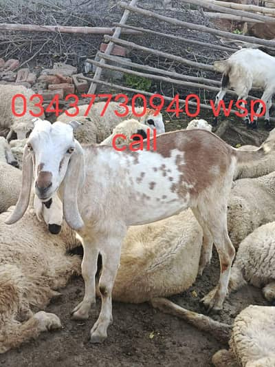 qurbani bakra,chatray available , MashAllah beautiful, age 2.5years