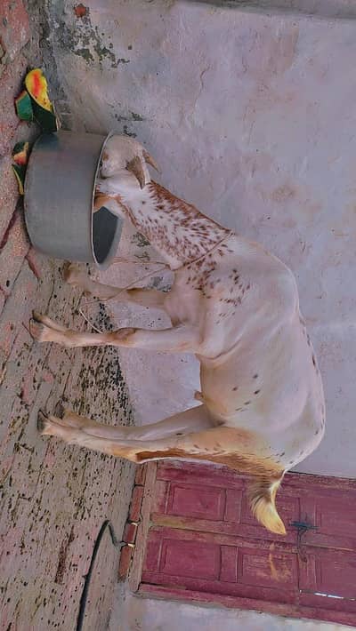 qurbani ka bakra for sale