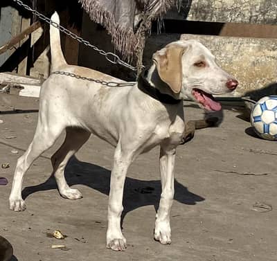 Pointer female age 9 month