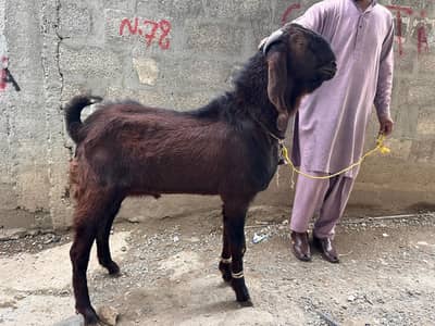 gote sale