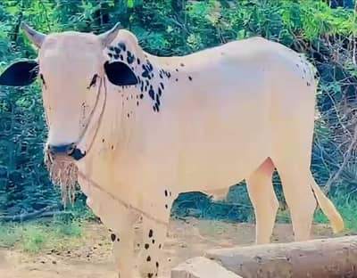Qurbani