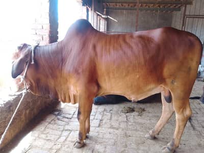 Sale bull for eid