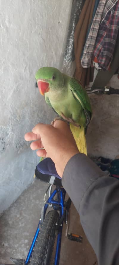 Row parrot. contact WhatsApp 03175166577