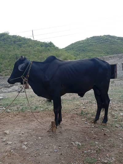 black bull
