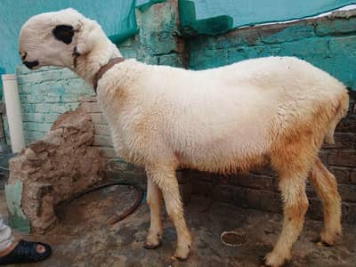 Heavy weight Mundra , kajla, chahtra For qurbani