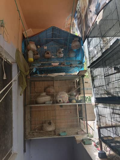 birds cage