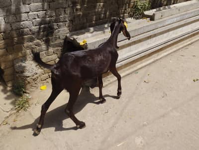 betel goat