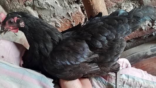 desi Hen egg wali full active