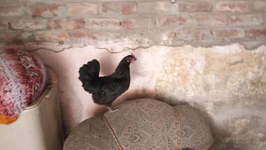 desi Hen egg wali full active