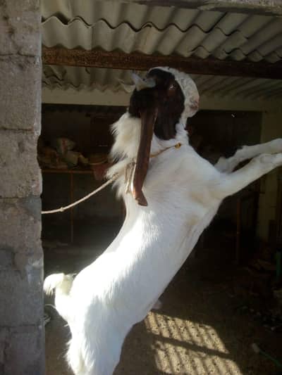 bakra (AANDU)