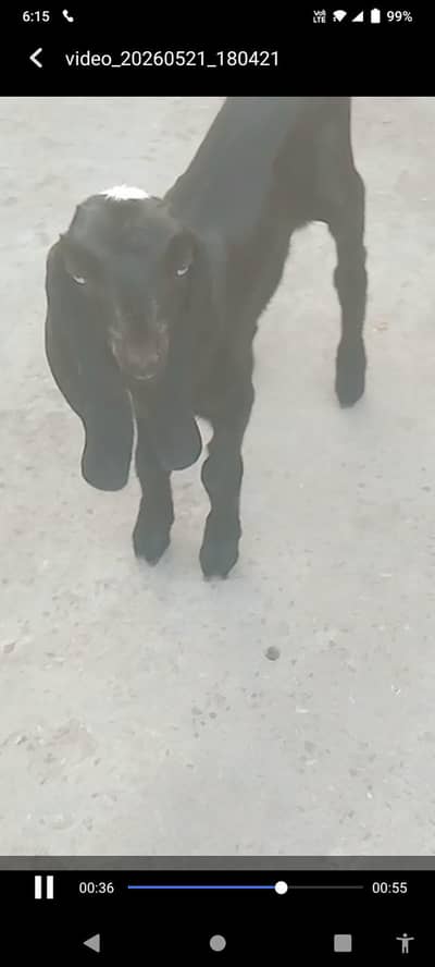 beetal female 03075547527