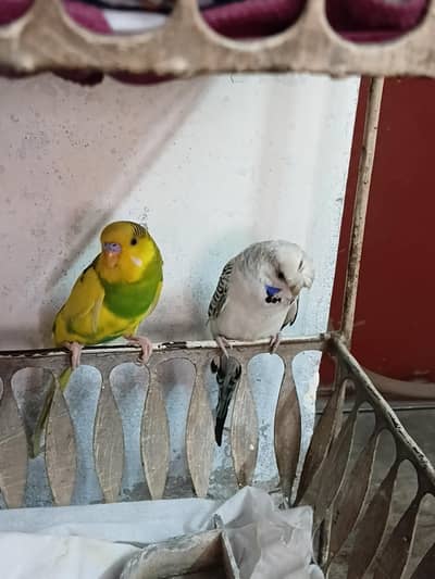 buggies breeder pair for sale  cursted female fallow male