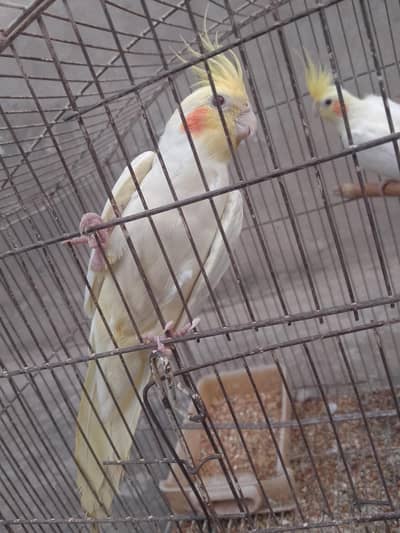 Talking cocktail pair for sale +923267409123