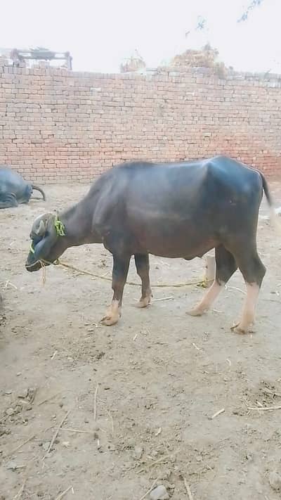 Katta For Qurbani 2026