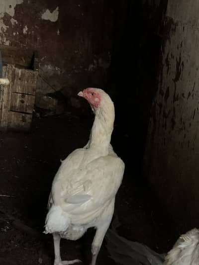 Heera madi on eggs
