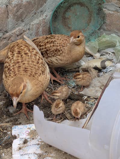 irani Teeter chicks