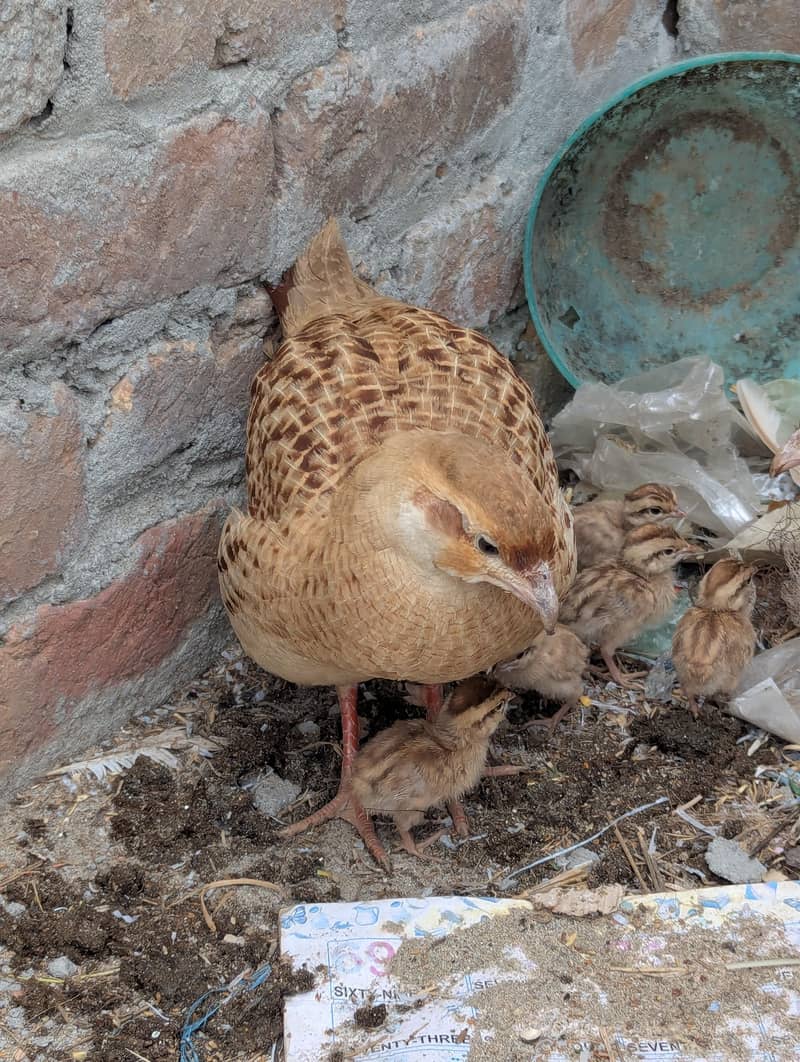 irani Teeter chicks 1