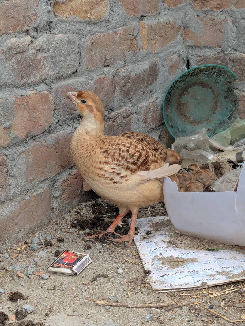 irani Teeter chicks 2