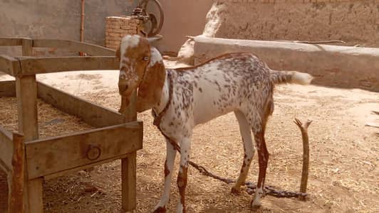 Qurbani ka bakra