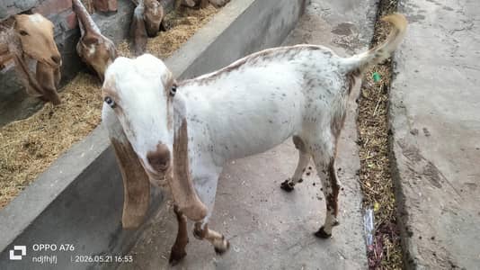 Makhi Cheena Bakara Ghar ka Tayar .