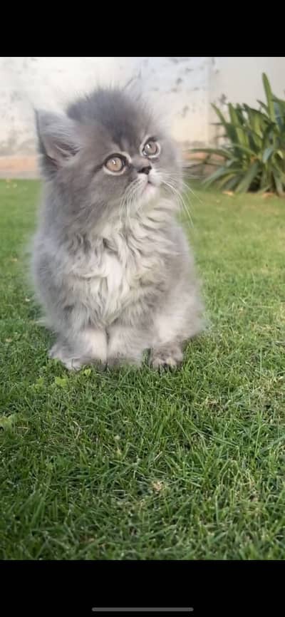 Extreme puch triple coated kitten for sale whatsapp for more pics