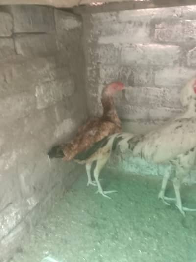 aseel pair