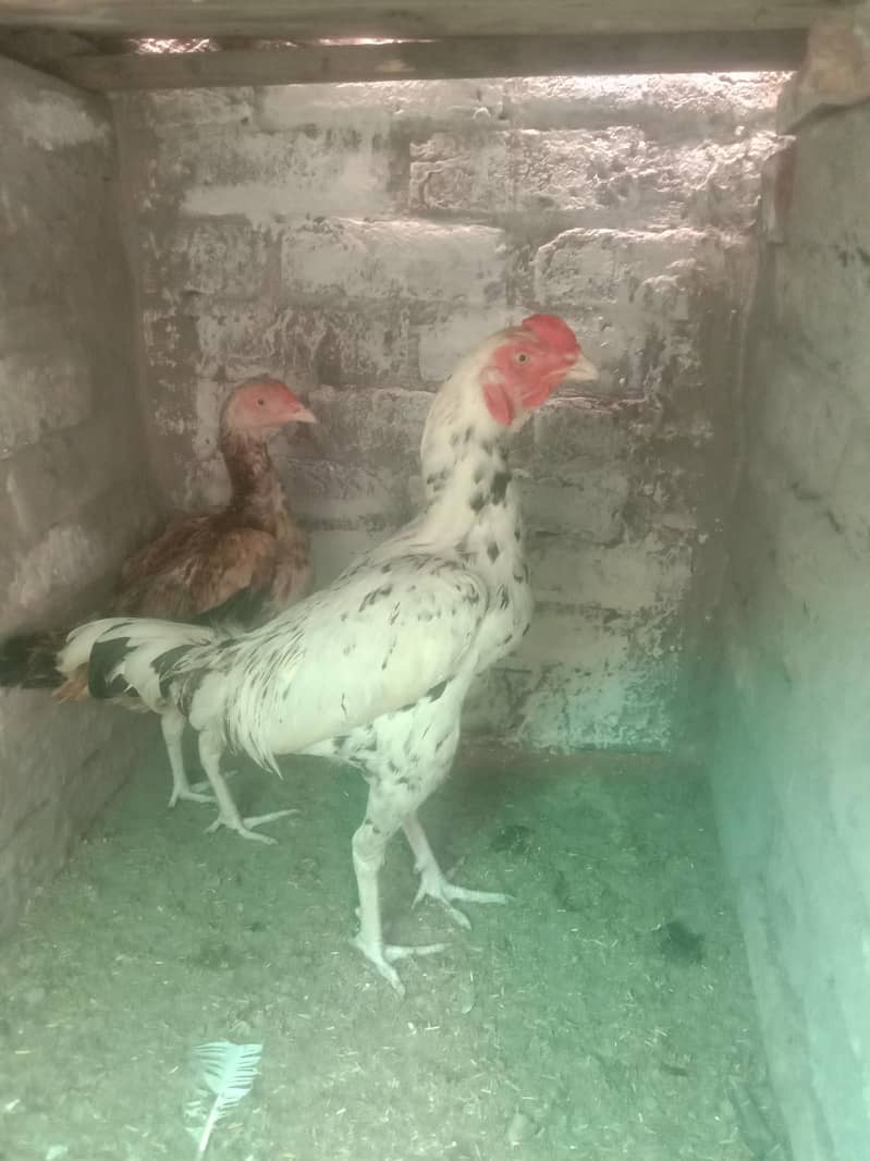 aseel pair 1