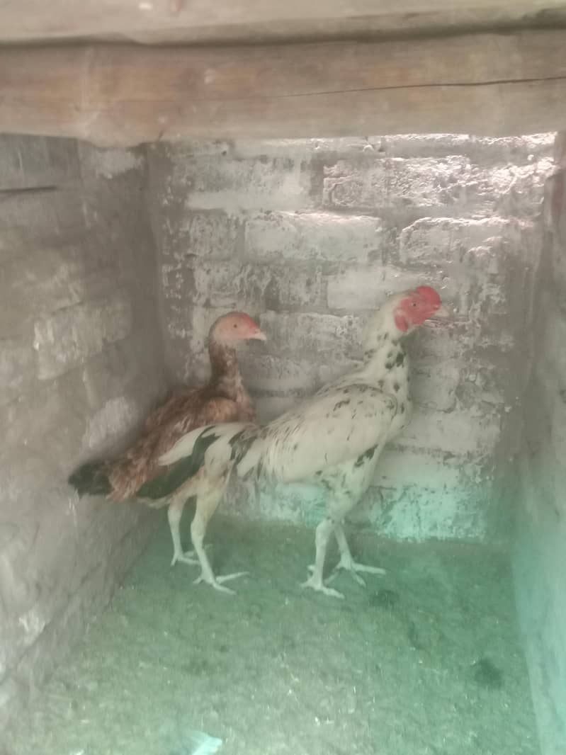 aseel pair 2