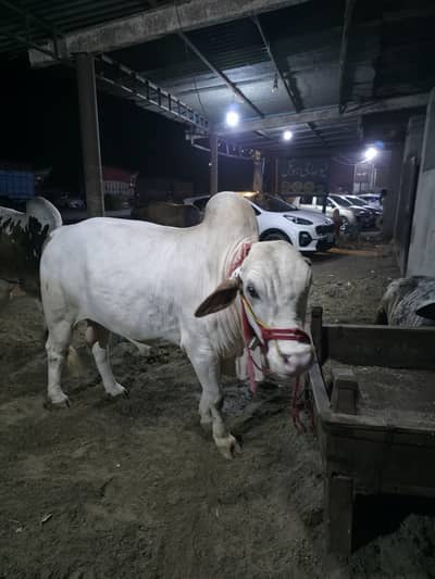 bulls for sale