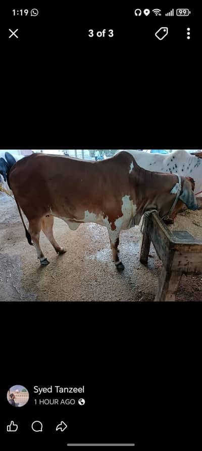 cow for sale