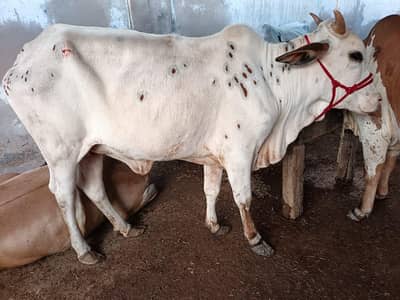 cow for sale