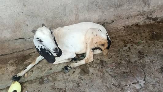 Qurbani K Bakry chatry zibah krwany k liye rabta kren