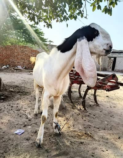 60kg Muhammad Puri Bakra