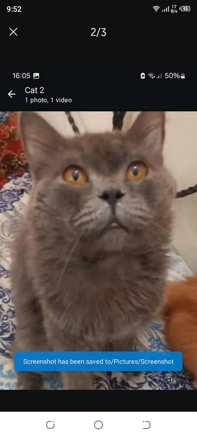 home breed cats for sale