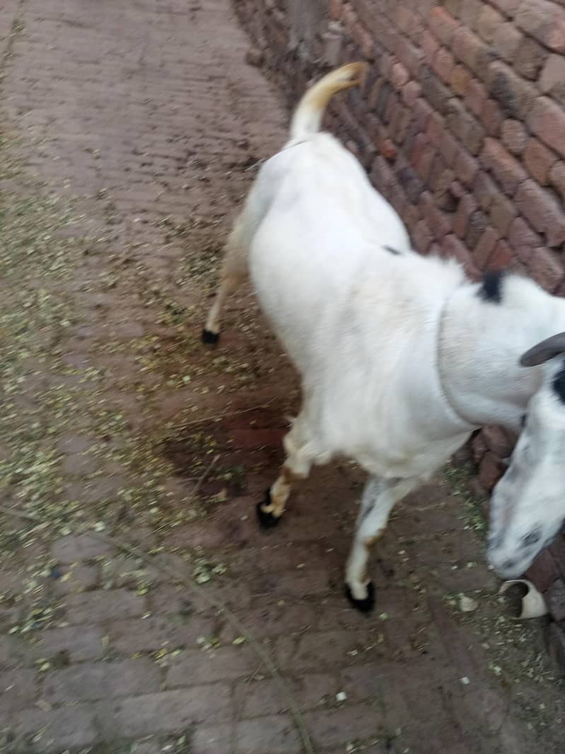 goats 1